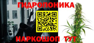 шишки Гай